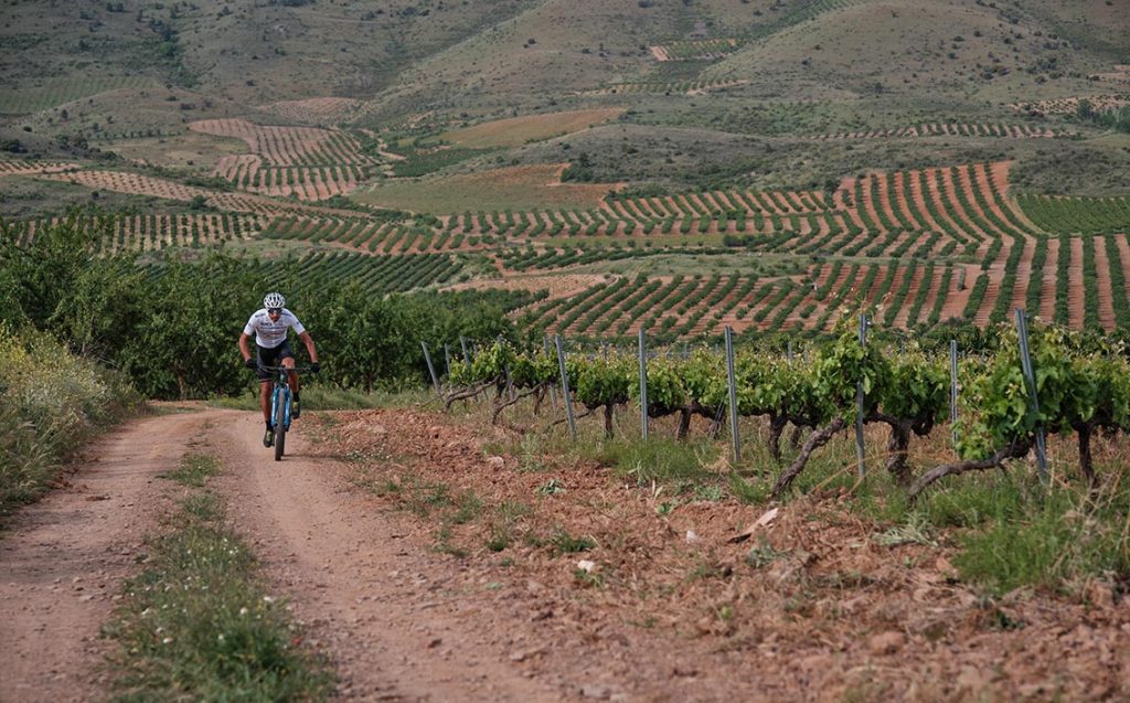 Por las rutas en Calatayud también encontramos viñedos