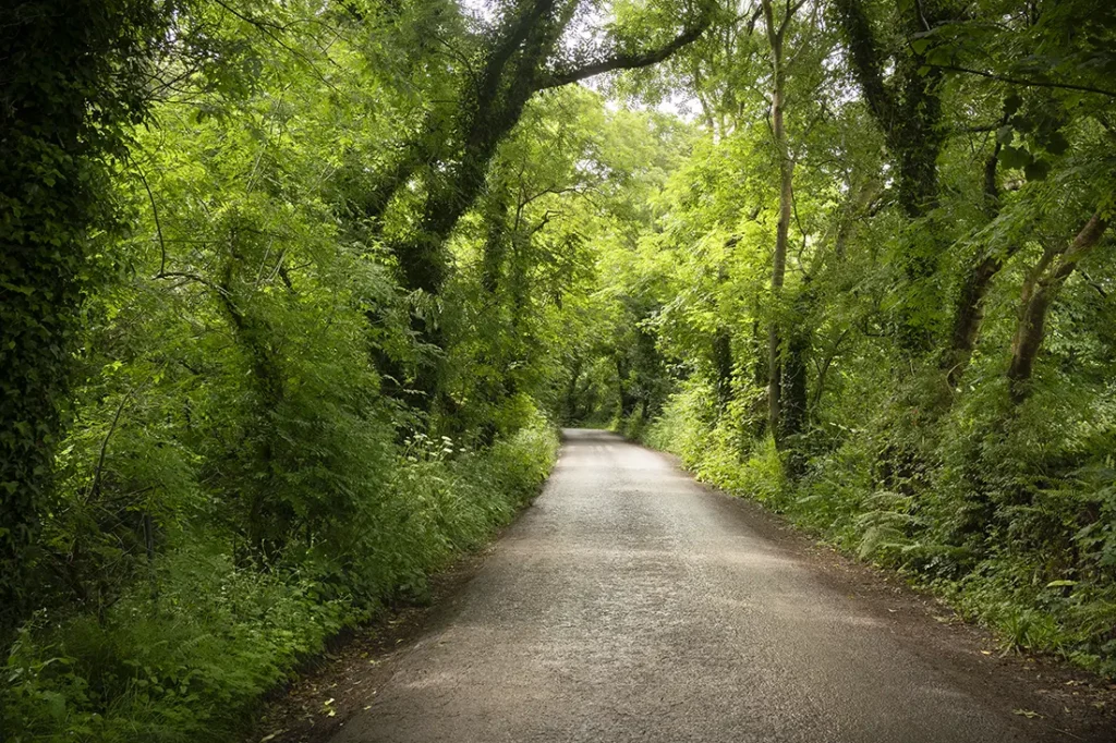 Una carretera estrecha y pavimentada serpentea a través de un exuberante bosque verde cerca de Conor Pass, con árboles altos y follaje denso a ambos lados bajo un cielo brillante.