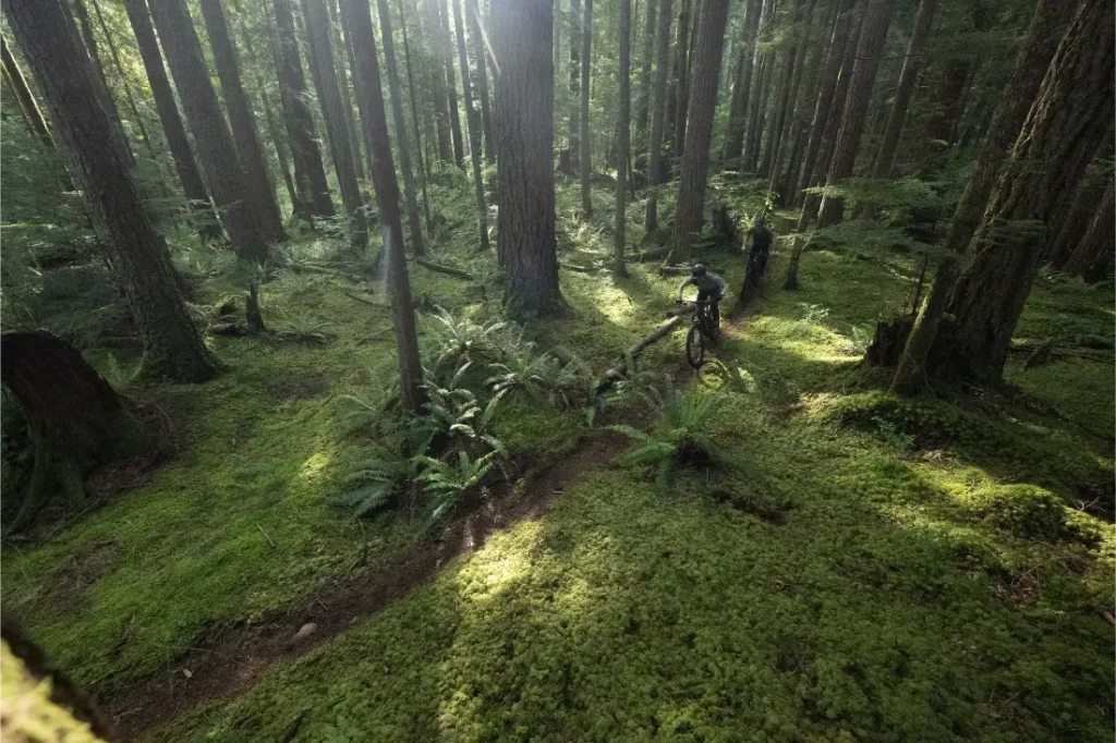 Una persona conduce una bicicleta de montaña Santa Cruz Vala AL por un estrecho sendero de tierra a través de un denso y verde bosque musgoso con altos árboles y helechos, mostrando la agilidad de este cuadro de aluminio de primera calidad.