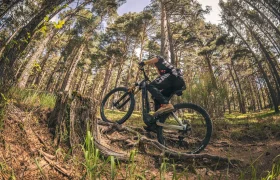 Una persona conduce una bicicleta de montaña cuesta arriba sobre las raíces de los árboles en un camino de tierra, rodeada de altos pinos en un bosque, confiando en la Bosch Performance Upgrade para una potencia extra y un control preciso.