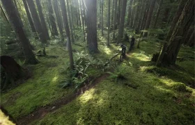 Una persona conduce una bicicleta de montaña Santa Cruz Vala AL por un estrecho sendero de tierra a través de un denso y verde bosque musgoso con altos árboles y helechos, mostrando la agilidad de este cuadro de aluminio de primera calidad.