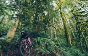 Una persona en una MTB está pedaleando por un bosque denso y frondoso con helechos y árboles cubiertos de musgo, navegando por el terreno con precisión gracias a su RockShox Reverb AXS.