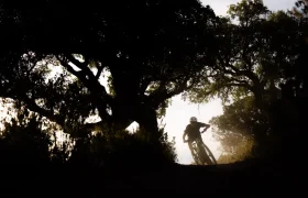 Una persona que lleva casco recorre un sendero por una zona boscosa a lomos de una SCOTT Strike 2027 equipada con un potente motor Bosch CX, disfrutando de la comodidad de un paseo en bicicleta sin esfuerzo mientras la luz del sol se filtra entre los árboles.