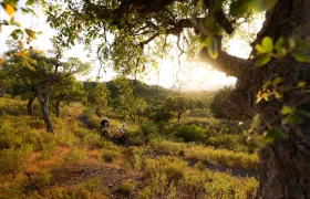 Dos ciclistas pedalean por un camino de tierra a través de un paisaje boscoso y soleado, con árboles y arbustos tanto en primer plano como al fondo, disfrutando de la extraordinaria comodidad de sus bicicletas SCOTT Strike 2027, equipadas con el potente motor Bosch CX.